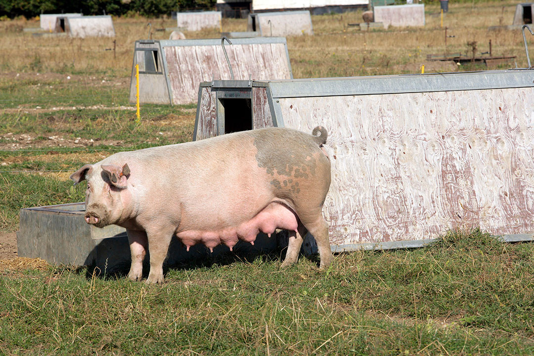 UK Pig Prices Plummet to Lowest Level Since February 2023: What's Driving the Decline?