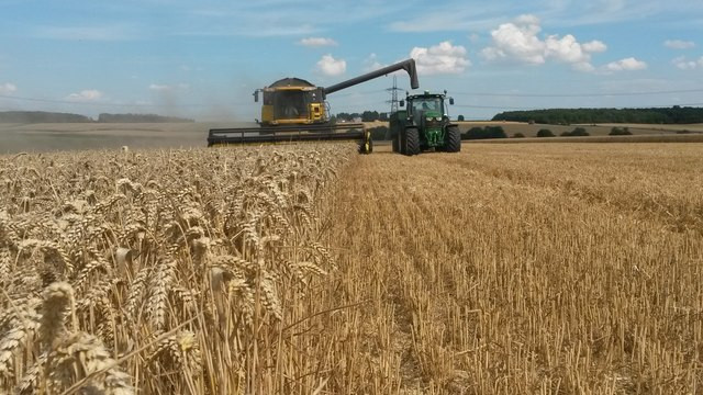 UK Wheat Harvest: Yields Down, Prices Up - What's Next for Farmers?