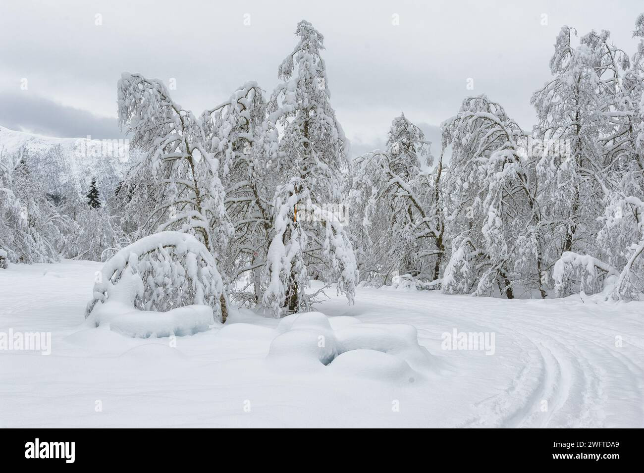 Unprecedented Blizzard Blankets New Orleans: City Transformed into Winter Wonderland!