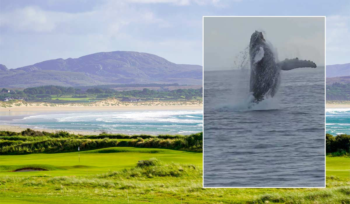 Unprecedented! Humpback Whale Spotted in Irish River for the First Time Ever