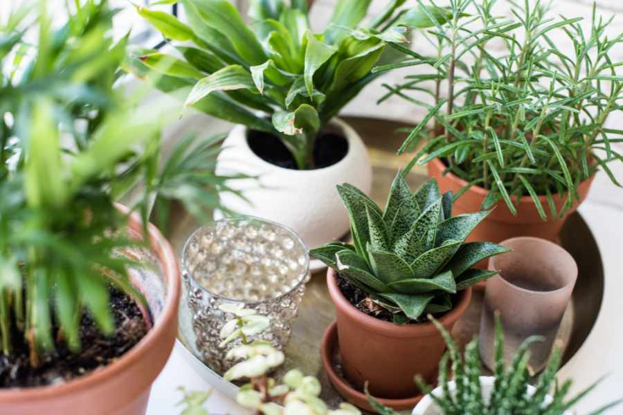 Unveiling the Top 9 Indestructible Houseplants That Thrive for Over 50 Years!