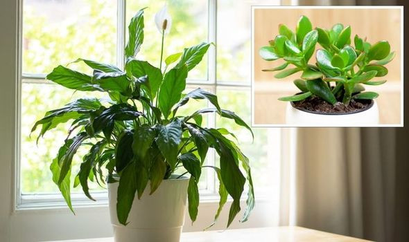 Unveiling the Top 9 Indestructible Houseplants That Thrive for Over 50 Years!