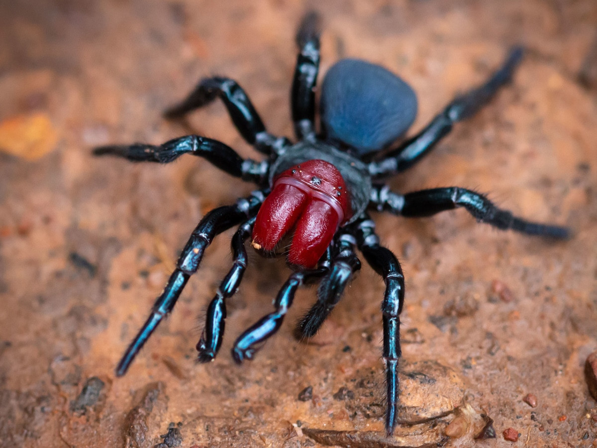 Urgent! Australia's Deadliest Spiders Are Breeding – Help Save Lives!