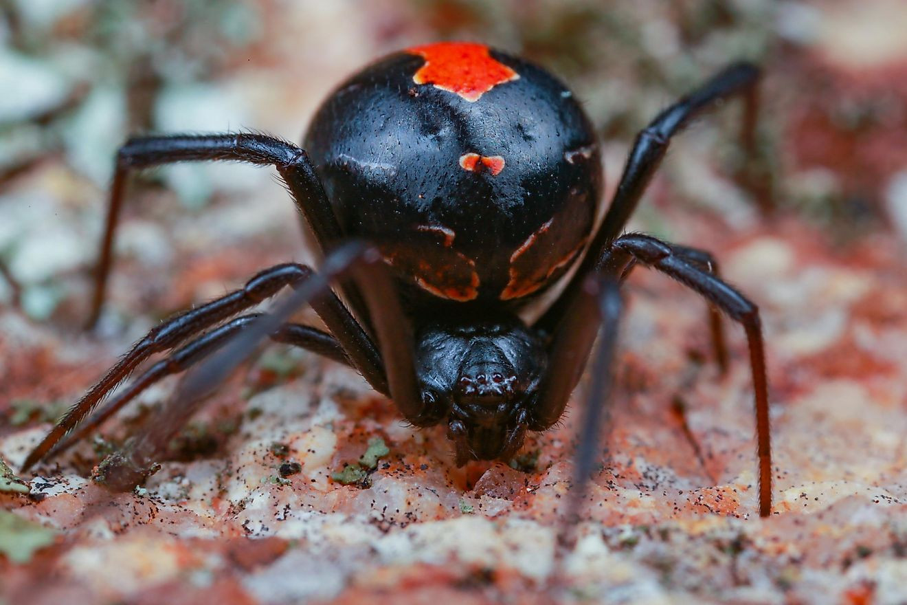 Urgent! Australia's Deadliest Spiders Are Breeding – Help Save Lives!