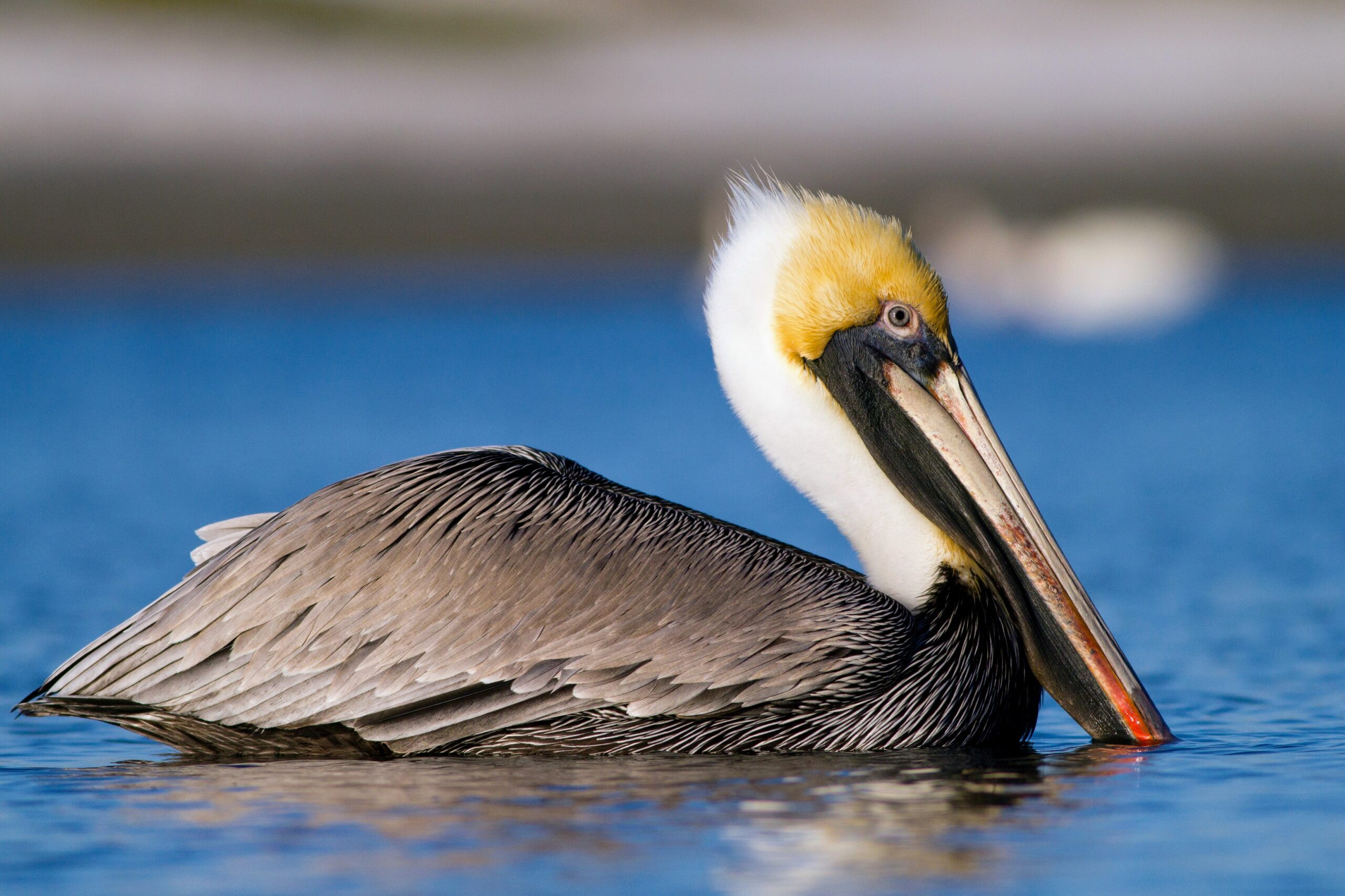 Urgent! First Severe Bird Flu Case in US Hospitalizes Patient; California Declares Emergency