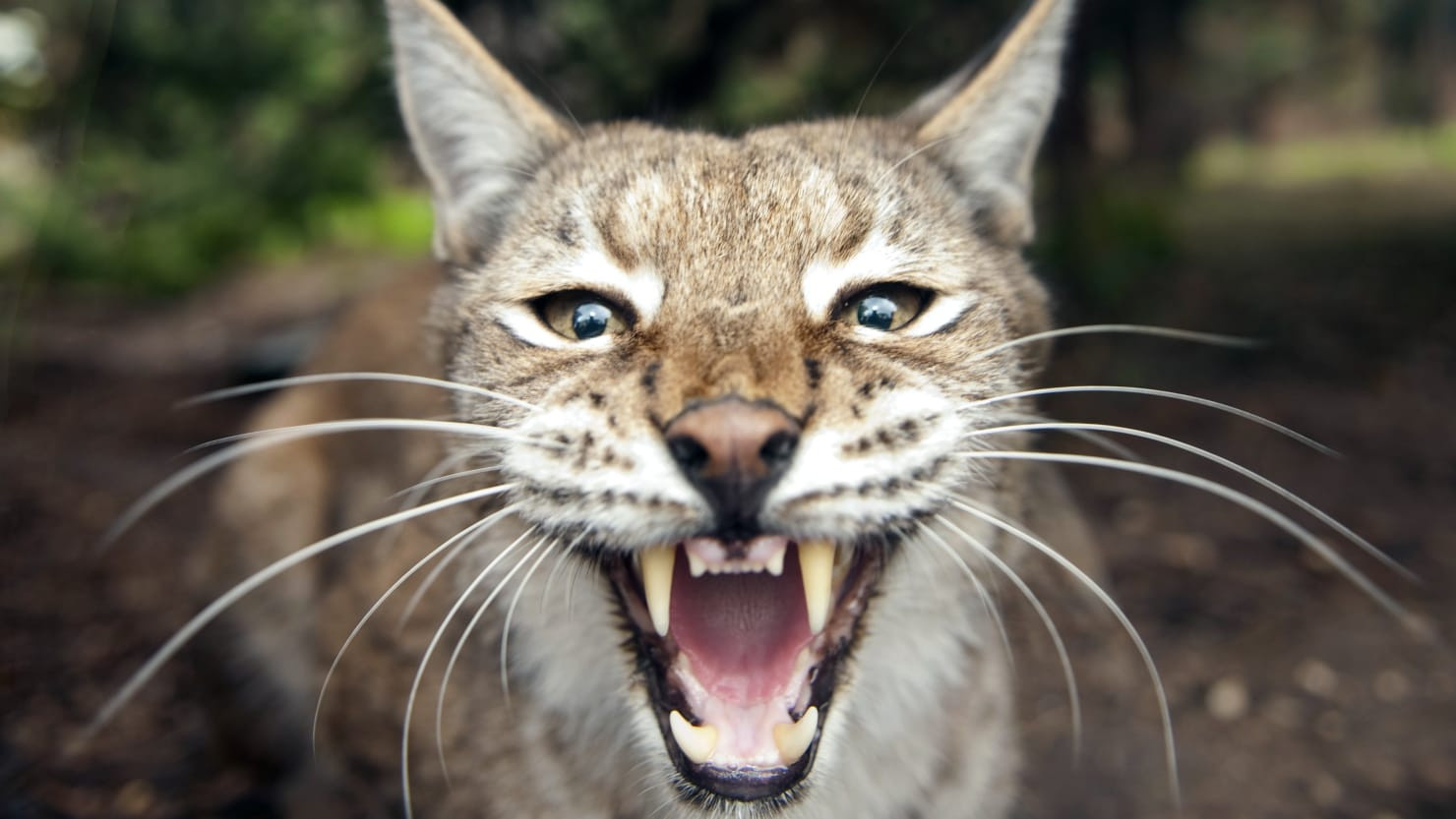 Urgent! Two Lynx on the Loose in Scottish Highlands: Police Launch Operation