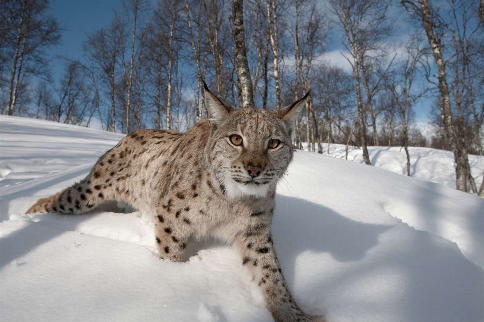 Urgent! Two Lynx on the Loose in Scottish Highlands: Police Launch Operation