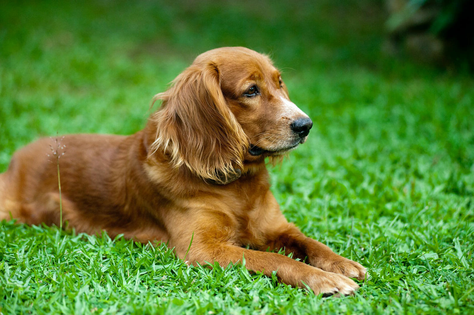 Urgent Warning: Common Plant Nearly Killed Cocker Spaniel - What Dog Owners Need To Know