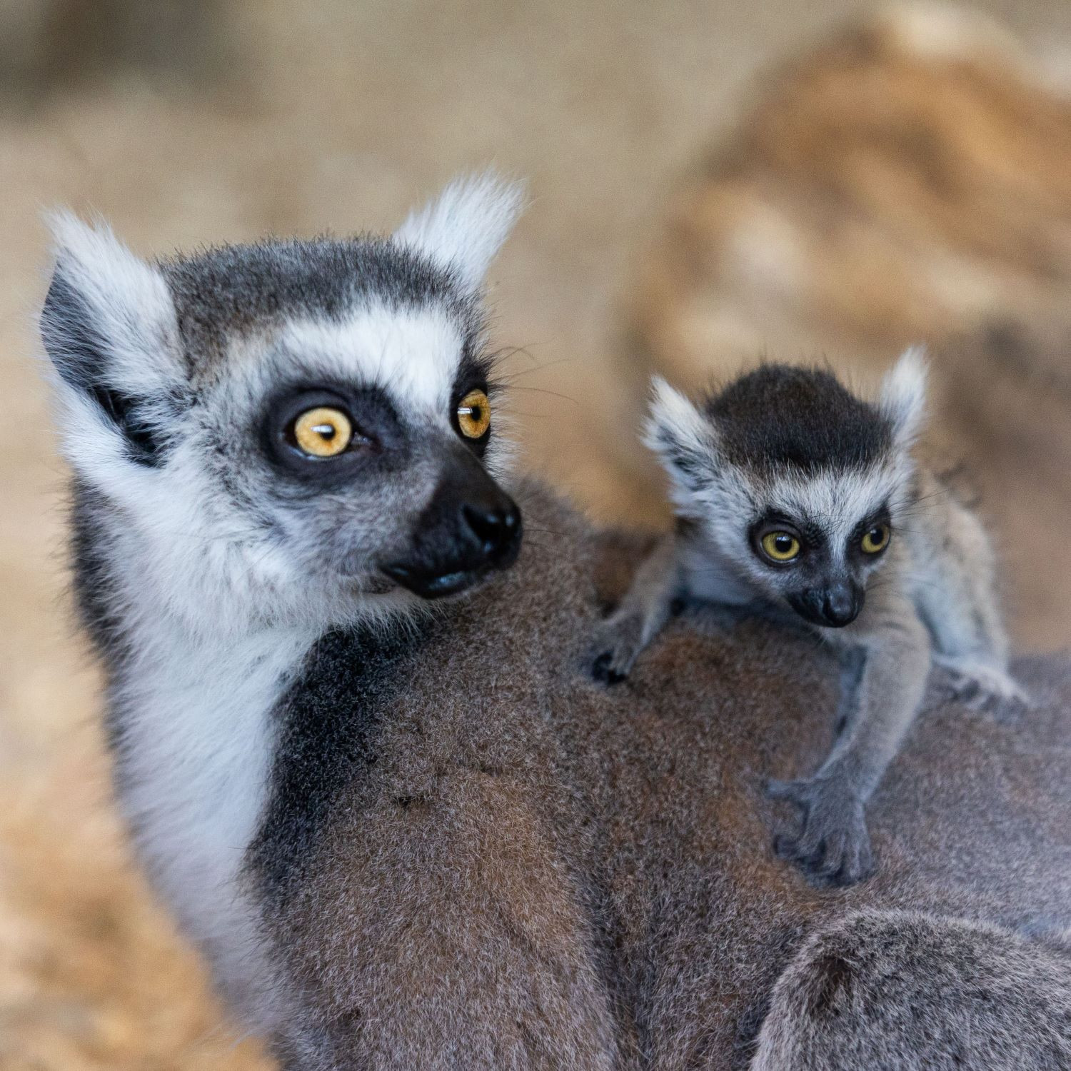 Urgent Warning: Fota Wildlife Park Cyberattack Compromises Customer Data, Cancel Cards Now!