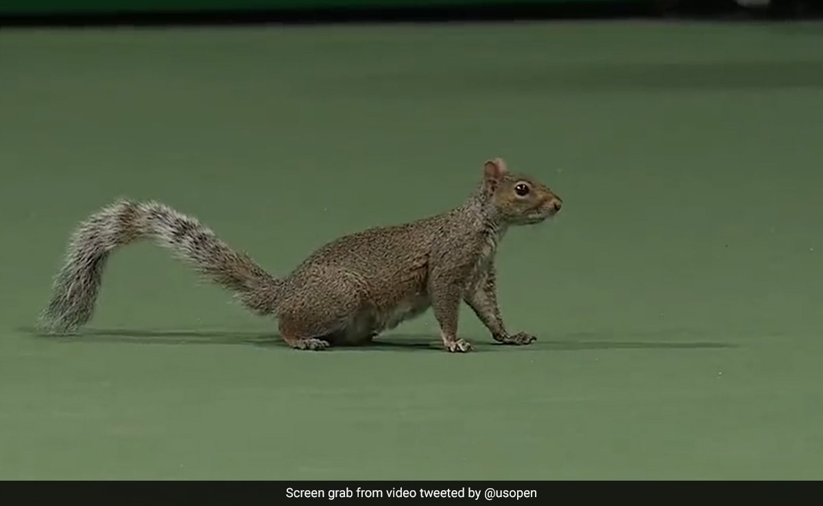 US Open: Ball Boy's Hilarious Bug Catching Interrupts Tiafoe's Match