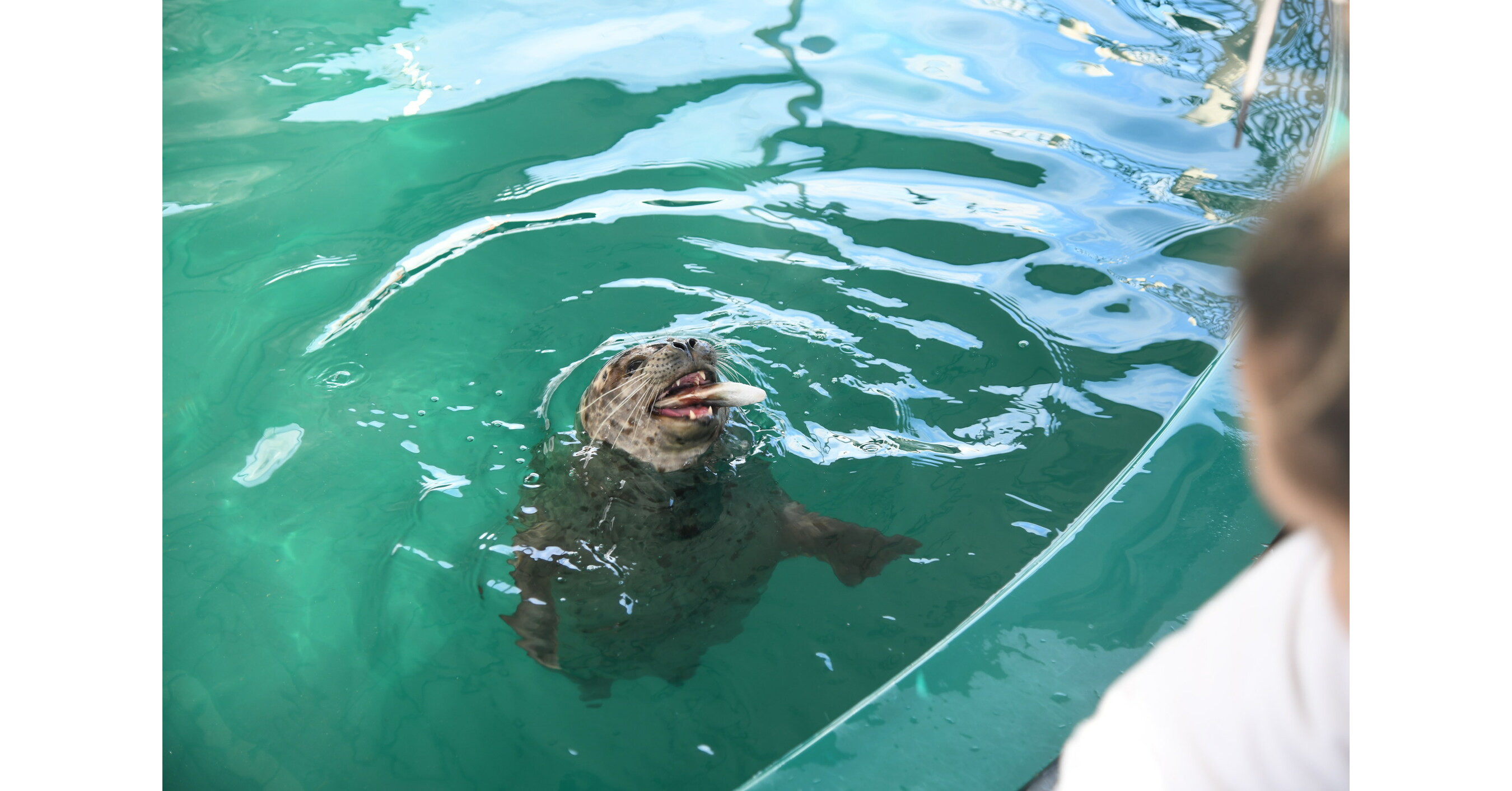 Vancouver Aquarium Welcomes Two Rescued Sea Otter Pups: Watch Them Grow on Webcam