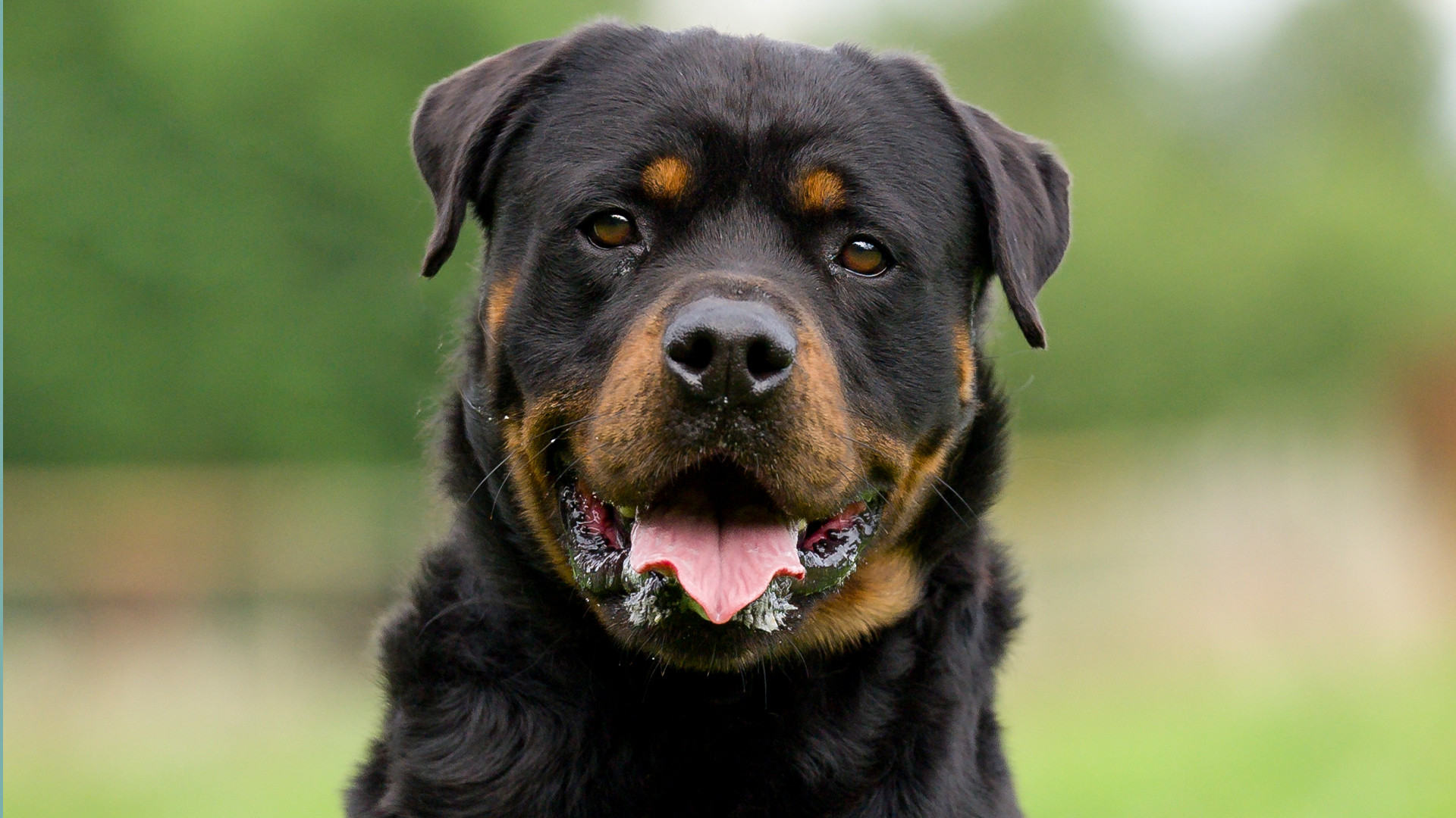 Vets Reveal the Best Dog Breeds For First-Time Owners - And Some Surprises Made the List!