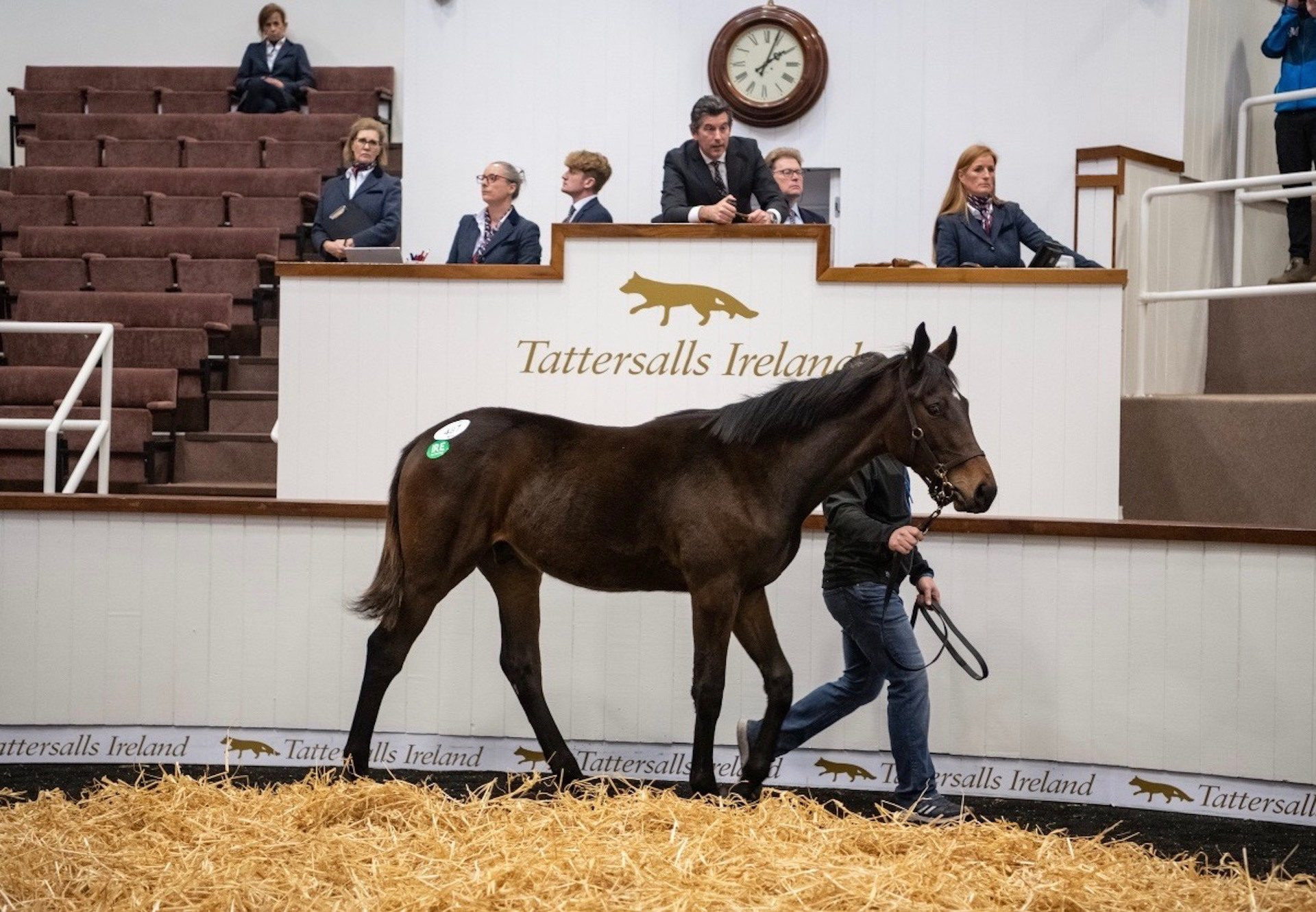 Walk In The Park Colt Leads Strong Trade at Tattersalls Ireland November NH Sale