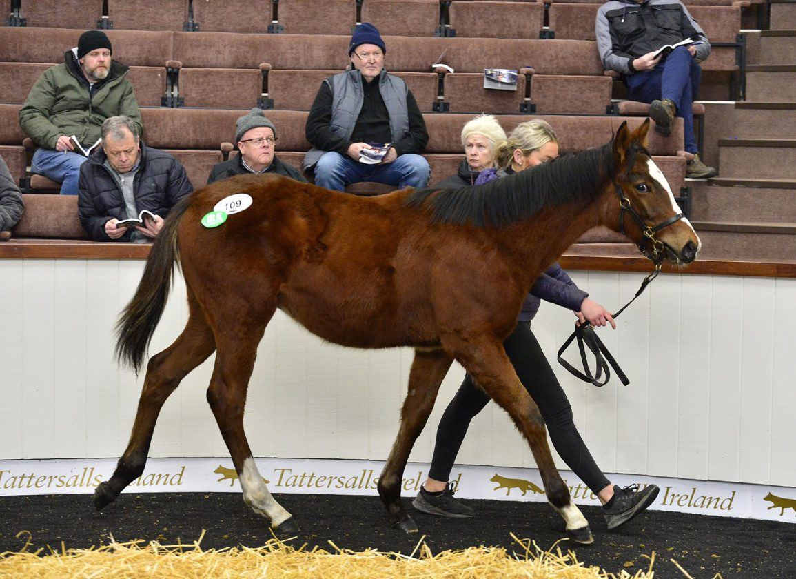 Walk In The Park Colt Leads Strong Trade at Tattersalls Ireland November NH Sale