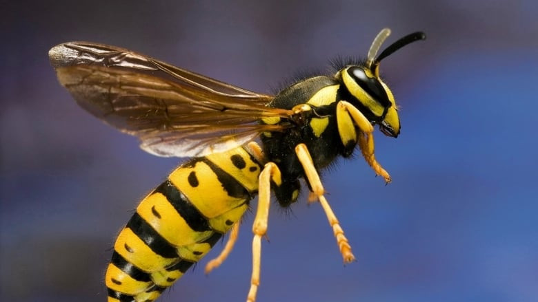 Wasp Invasion: Calgary Residents Battle a Summer of Stinging Troubles