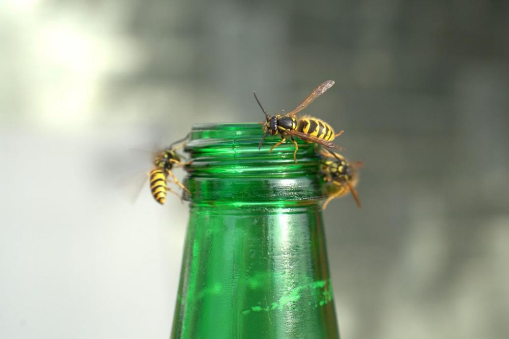 Wasp Invasion: Calgary Residents Battle a Summer of Stinging Troubles