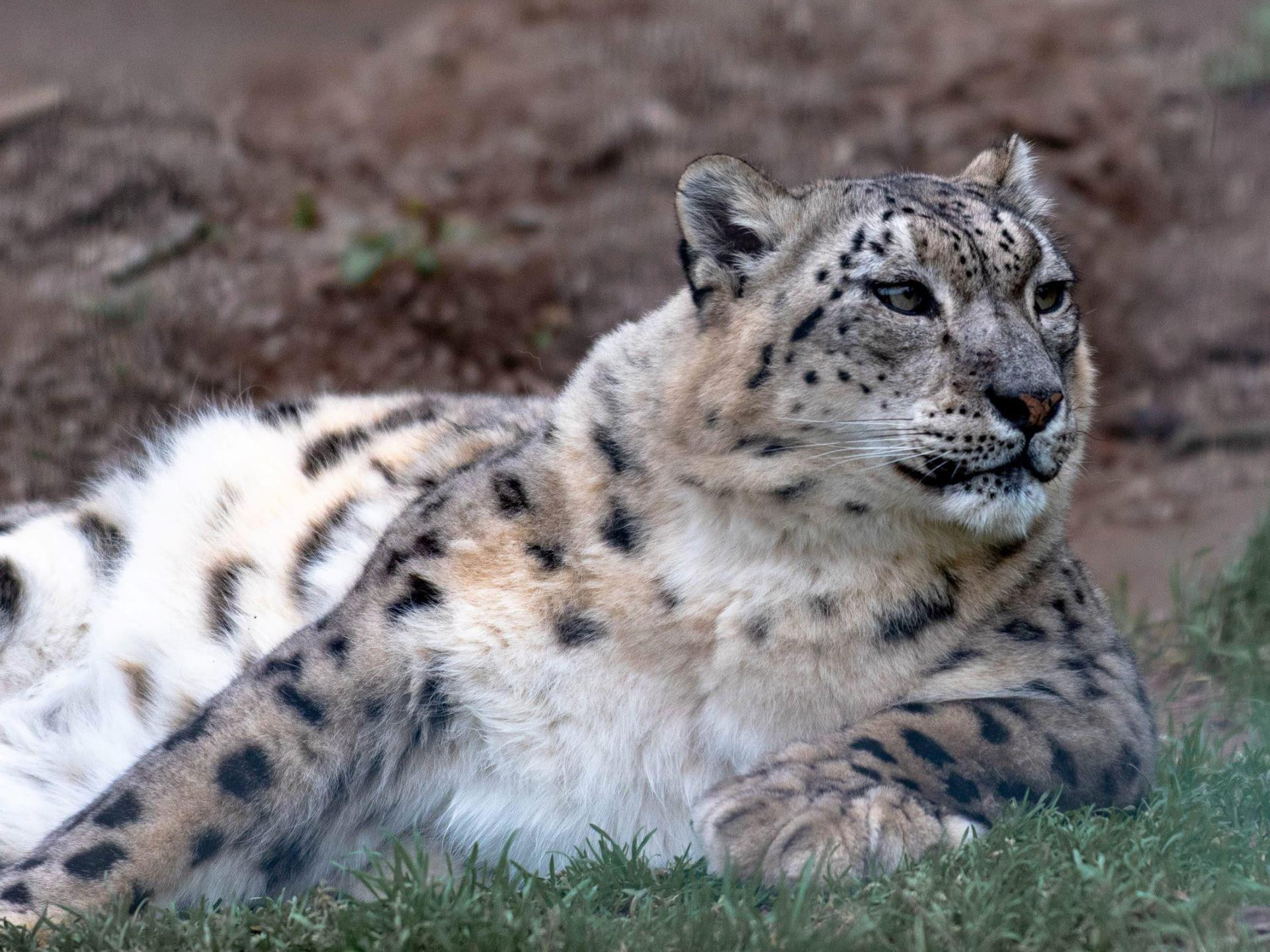 Welsh Mountain Zoo Welcomes First Snow Leopard Cub in a Decade: Vote for His Name!