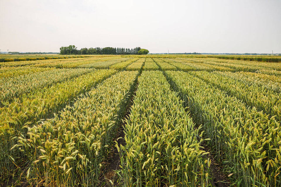 Western Crop Innovations: Alberta's New Name for Agricultural Research