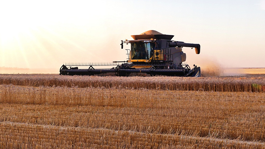 Wheat Harvest 2024: Sheep Grazing Boosts Yields, But Challenges Remain