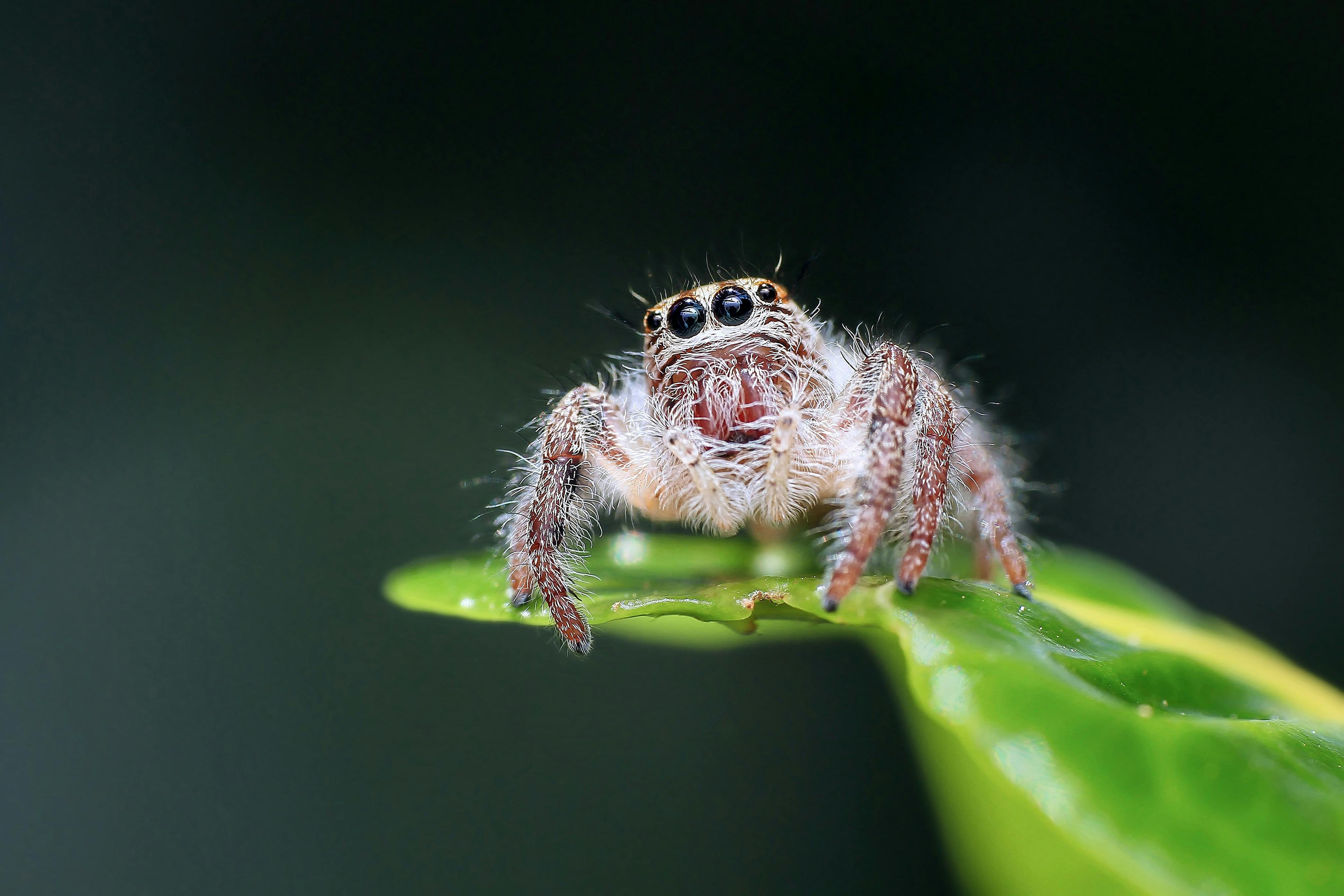 Why Are So Many Spiders Suddenly Showing Up In Homes? Expert Explains