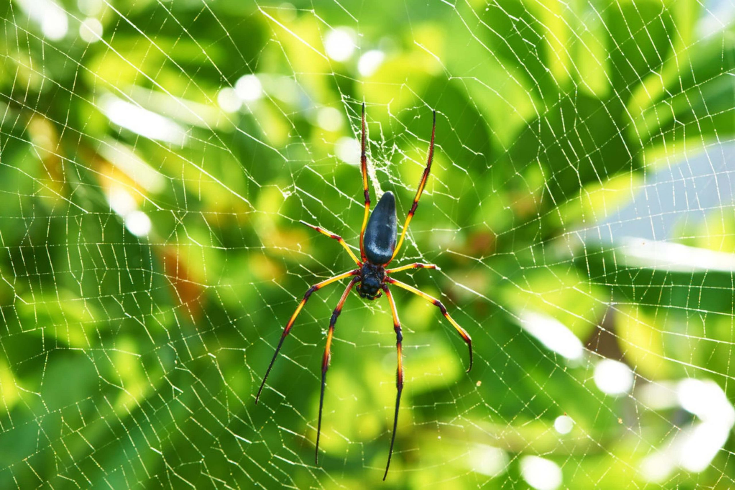 Why Are So Many Spiders Suddenly Showing Up In Homes? Expert Explains