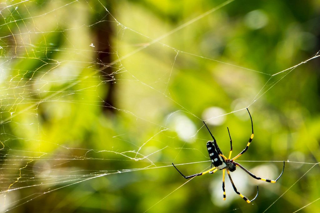 Why Are So Many Spiders Suddenly Showing Up In Homes? Expert Explains