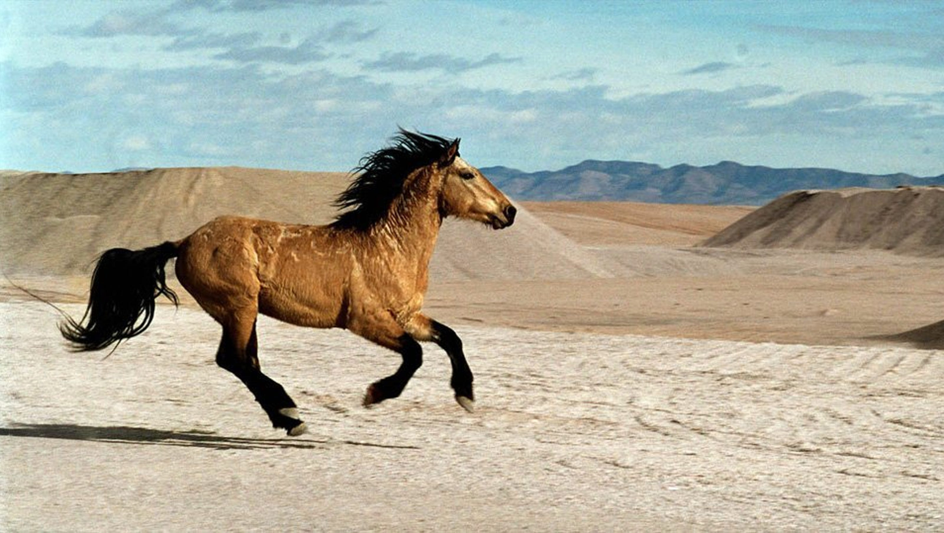 Wild Horses Flee Nevada's Davis Fire: Dramatic Video Shows Animals Evading Blaze