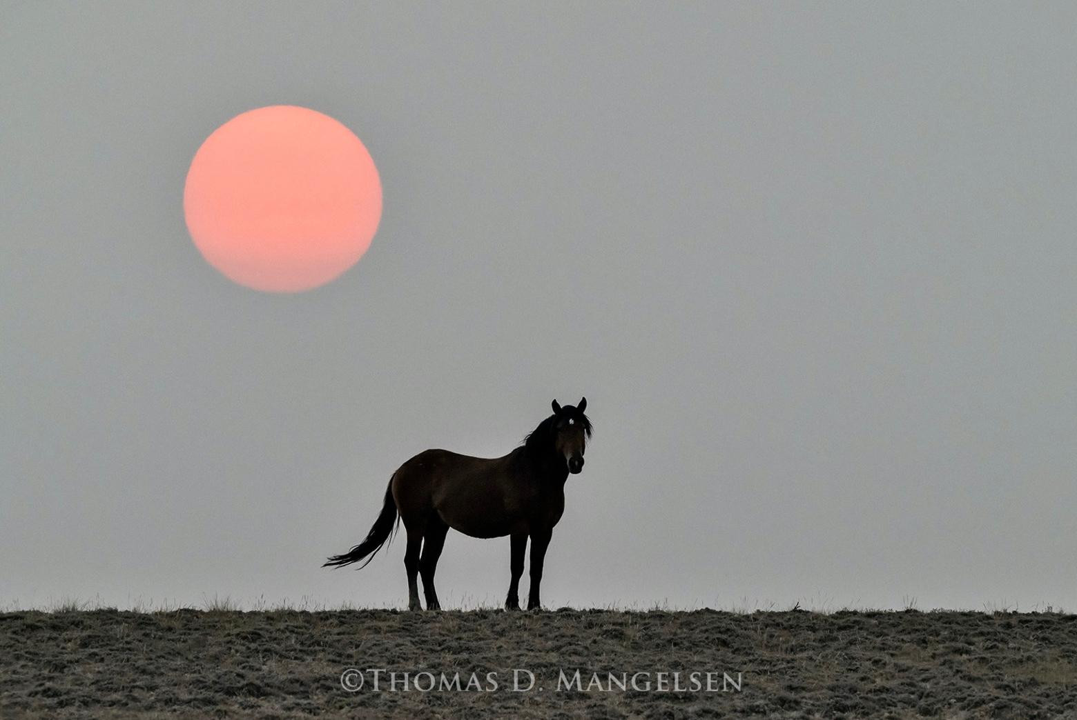 Wild Horses Flee Nevada's Davis Fire: Dramatic Video Shows Animals Evading Blaze