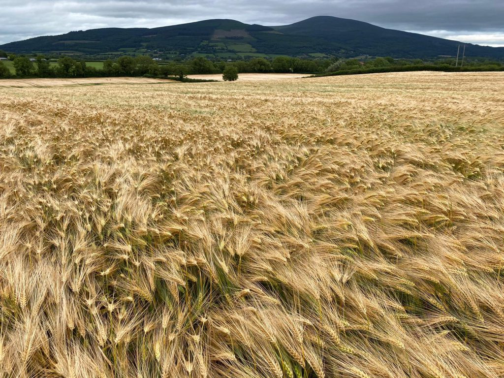 Winter Barley Demand Soars: BYDV-Tolerant Varieties in High Demand