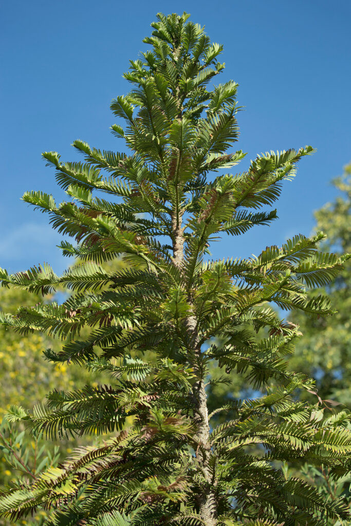 Wollemi Pine: A 'Dinosaur Tree' Makes a Comeback 30 Years After Rediscovery