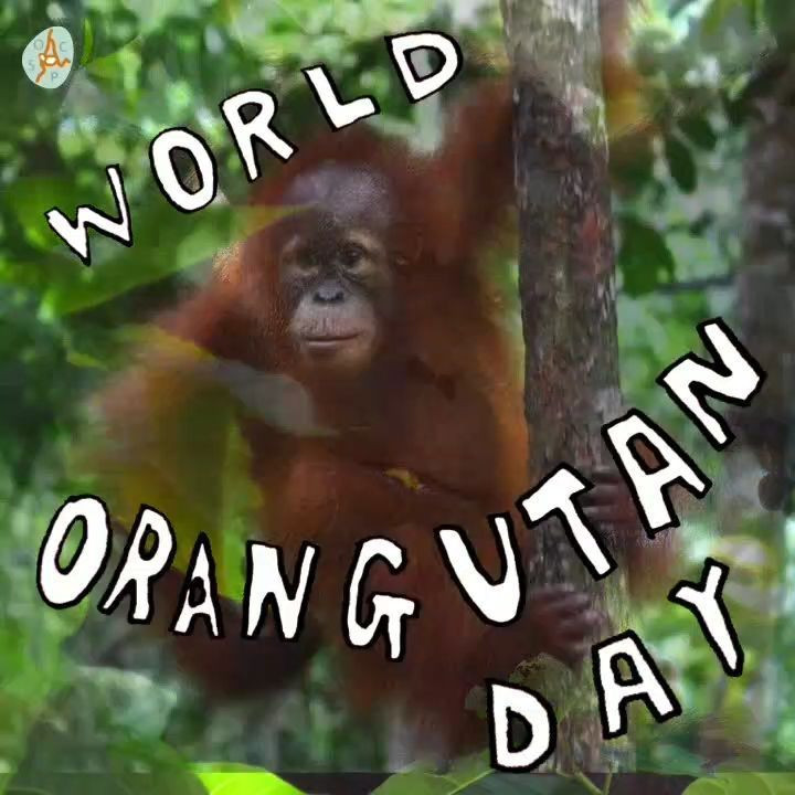 World Orangutan Day: Celebrating the 'People of the Forest' and Their Plight