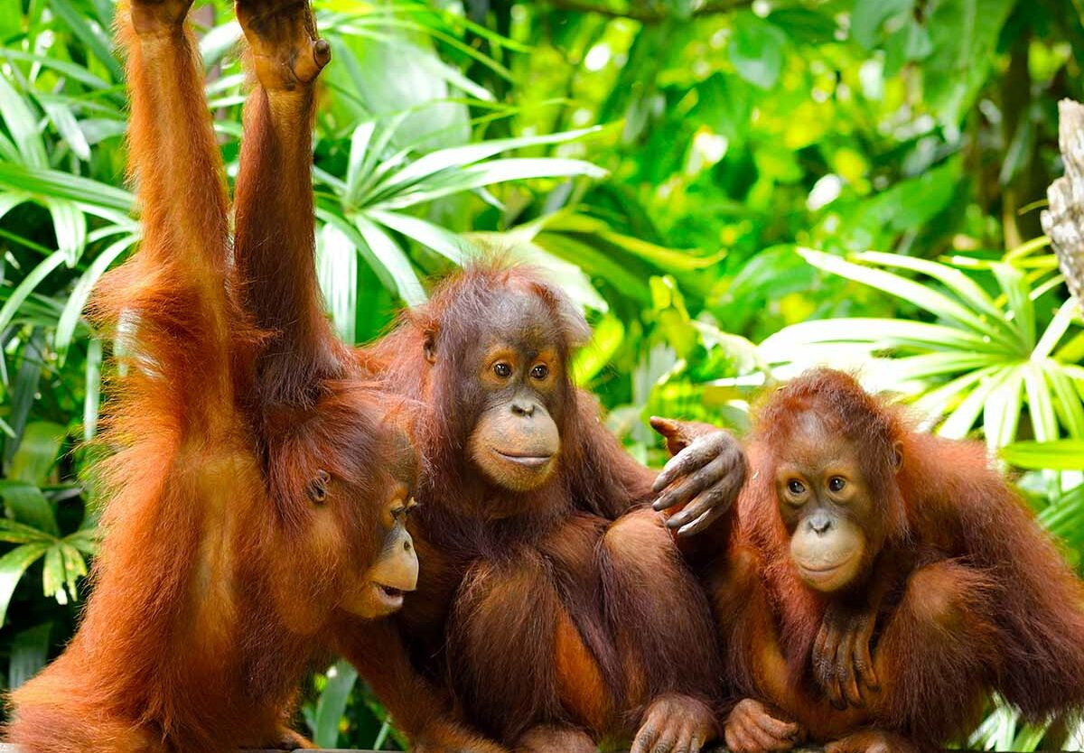 World Orangutan Day: Celebrating the 'People of the Forest' and Their Plight