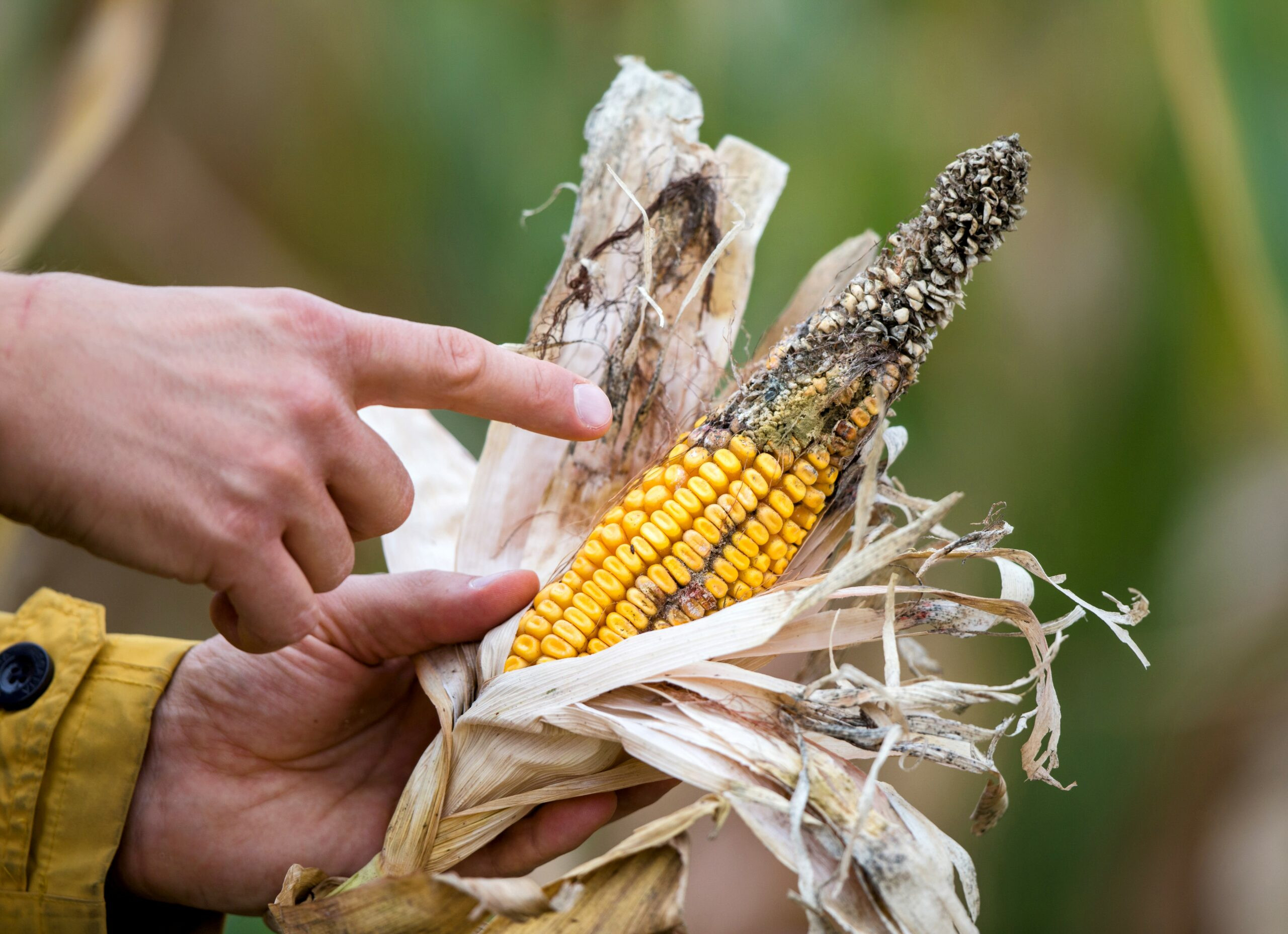 X-Ray Irradiation: A Promising Solution for Aflatoxin Contamination in Corn