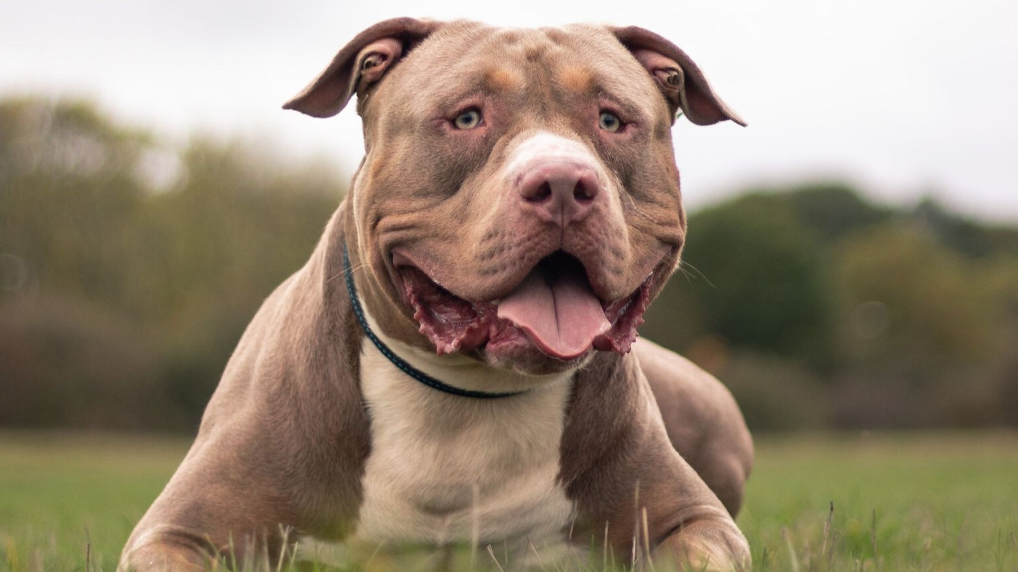 XL Bully Kills Owner in Lancashire: Police Forced to Shoot Dog