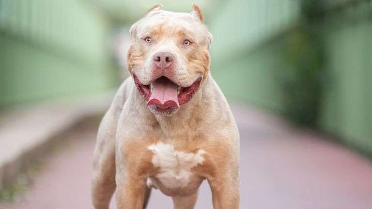 XL Bully Kills Owner in Lancashire: Police Forced to Shoot Dog