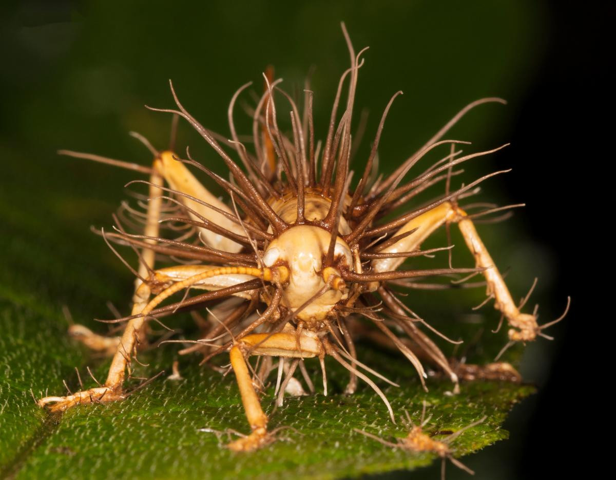 Zombie Fungus From 'The Last of Us' Found Infecting Tarantula in Peruvian Amazon