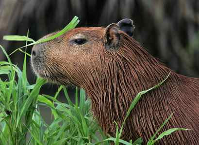 Zoo Searches for Escaped Capybara, Using Drone to Find 'Beloved' Rodent