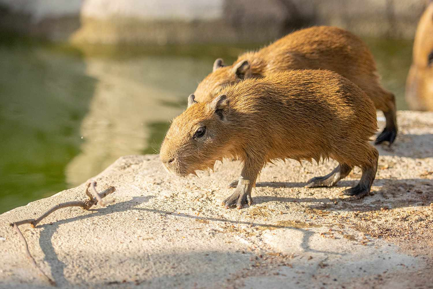 Zoo Searches for Escaped Capybara, Using Drone to Find 'Beloved' Rodent