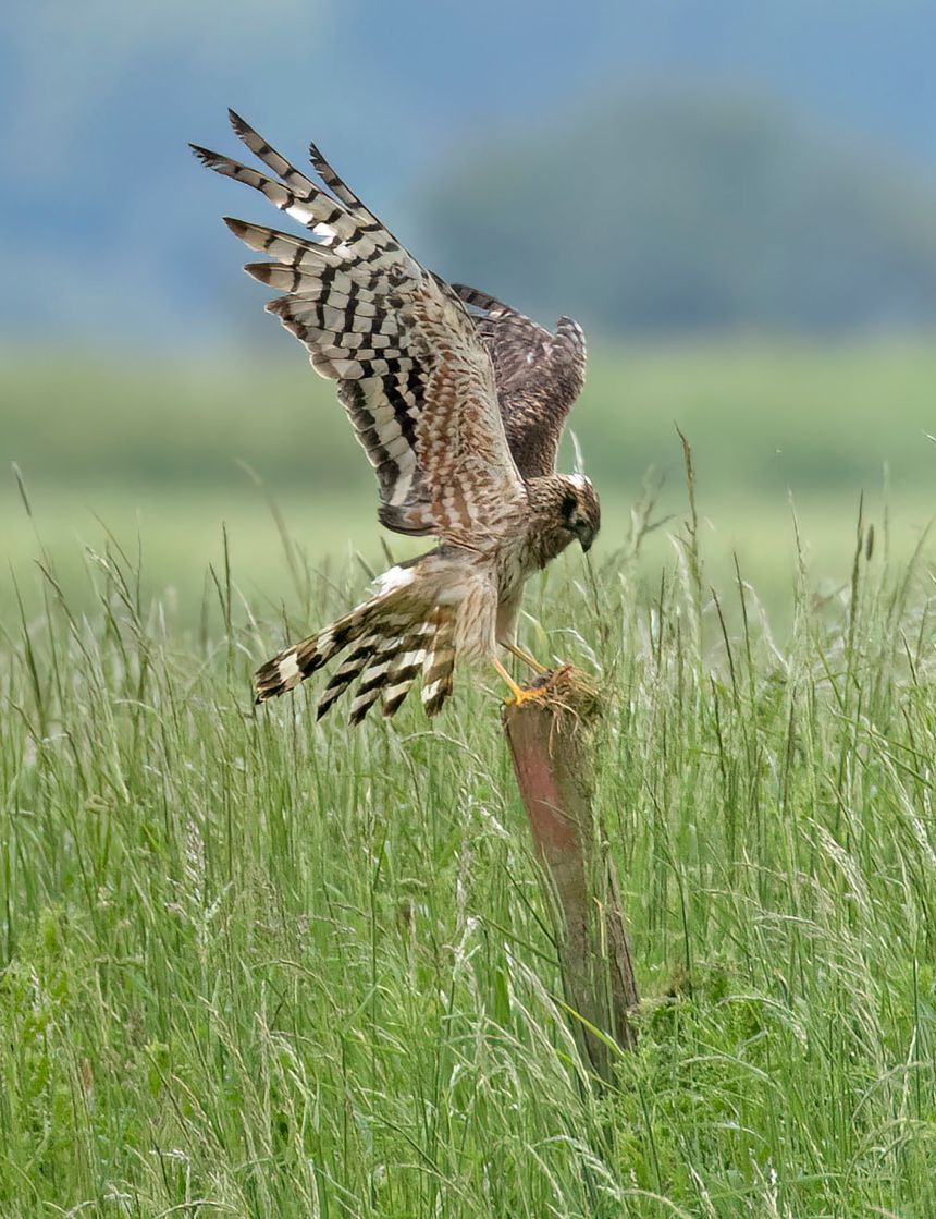 One of the female Montagu's harriers.