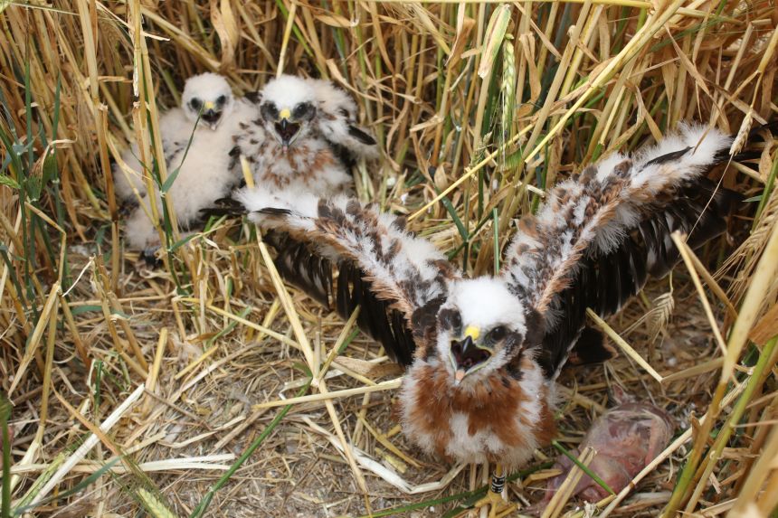 A group of Montagu's harrier chicks.