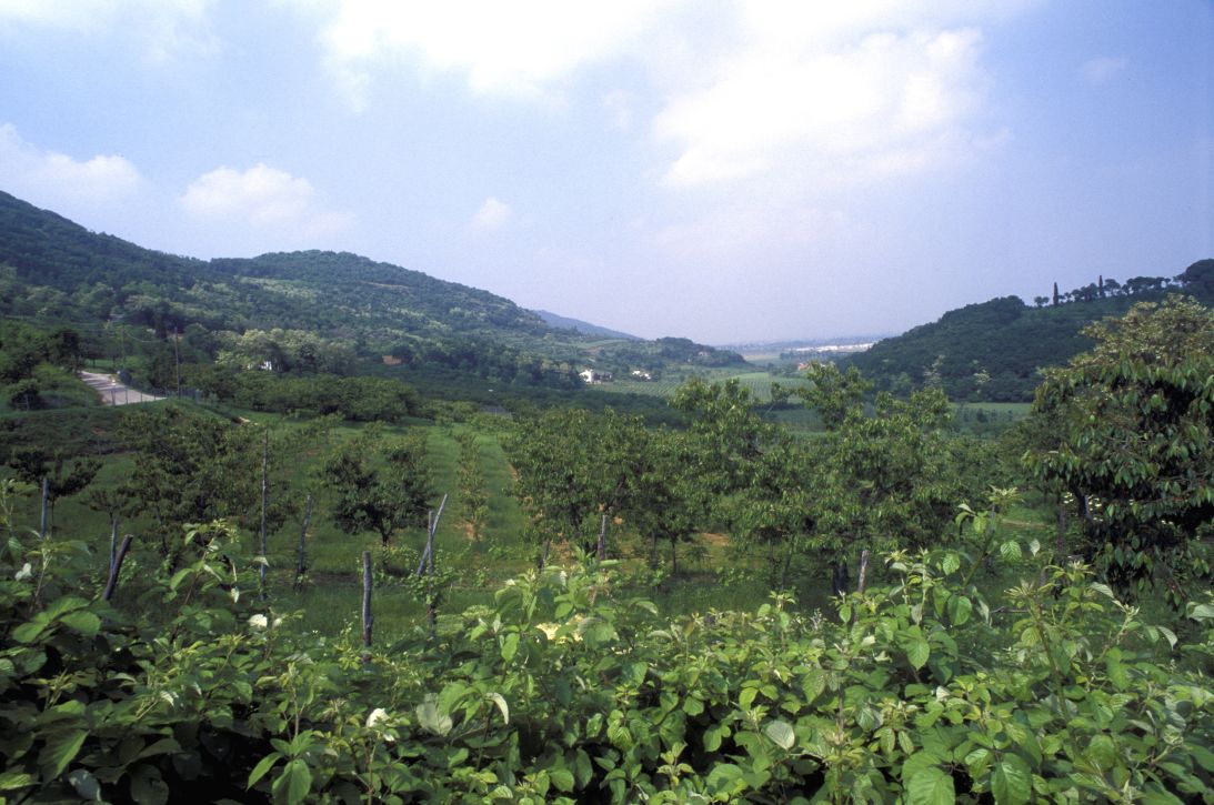 The Berici Hills are a protected landscape. Malosso was convicted of damaging them.