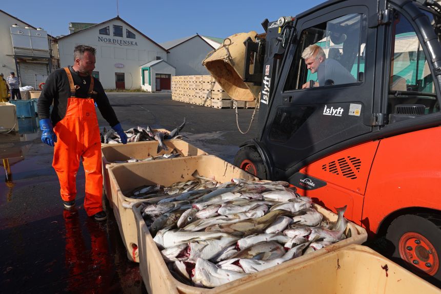 Fisherman Vigfus Asbjornsson (L) sorts his catch of cod and pollack on August 16, 2021 in Hofn, Iceland. The country currently manages its own fisheries policy.