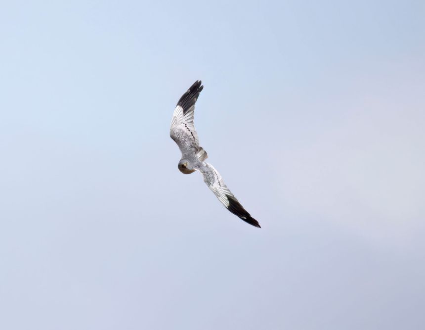 The UK's breeding male Montagu's harrier, AU.